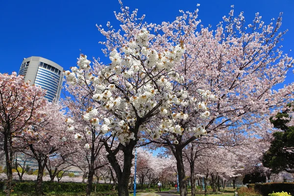 Pink and white cherry blossom — Stock Photo, Image
