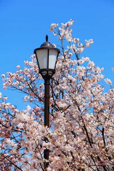 Charmante Kirschblüten mit Straßenlaterne — Stockfoto