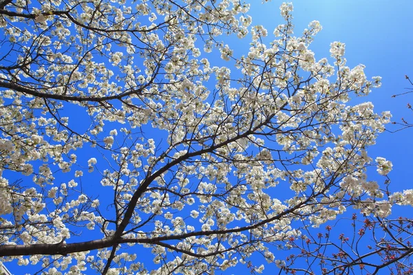 Bílý třešňový květ — Stock fotografie