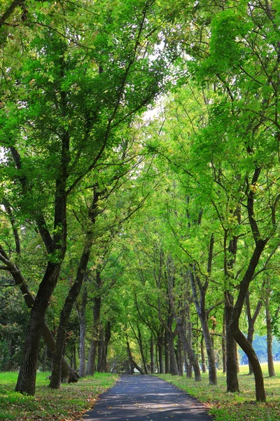 Árbol verde y camino —  Fotos de Stock