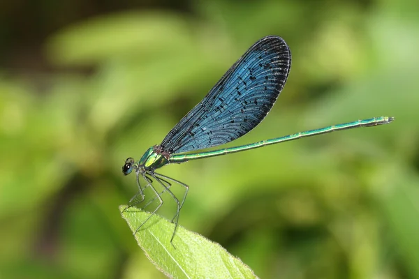 stock image Beautiful blue dragonfly