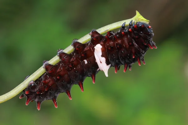 Cute black caterpillar — Stock Photo, Image