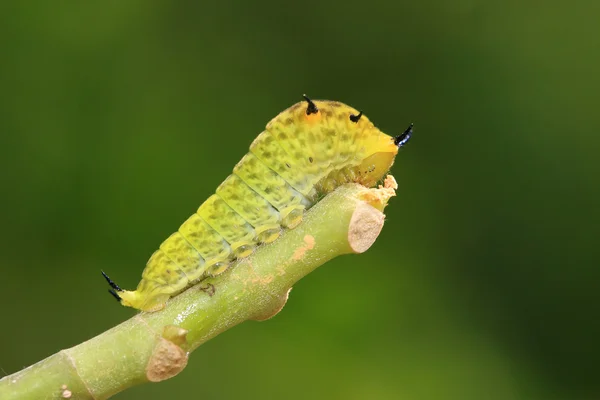 Söt grön larv — Stockfoto