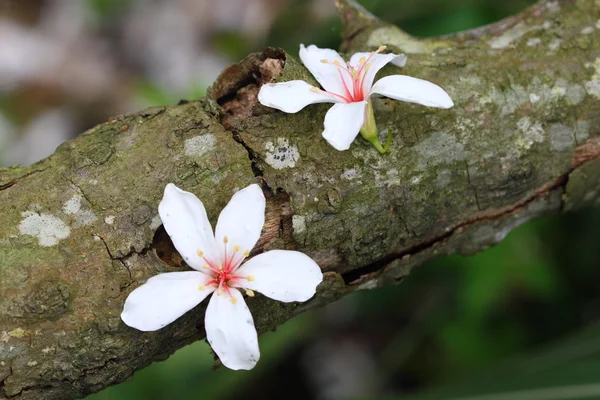 stock image Beautiful tung flowers