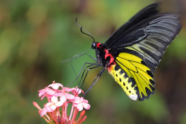 Farfalla volante dorata — Foto Stock