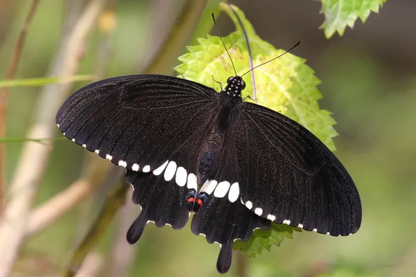 Uma borboleta preta — Fotografia de Stock