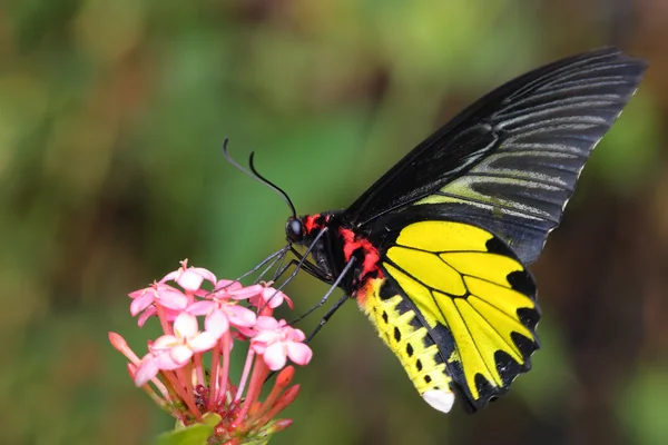 Létající zlatý motýl — Stock fotografie