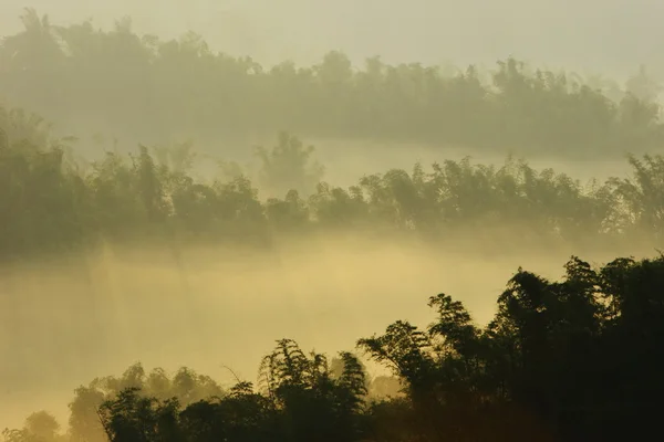 有雾的早晨阳光 — 图库照片