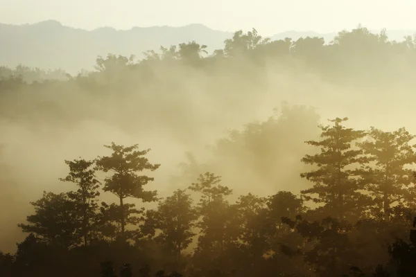 Morgonsolen med fog — Stockfoto