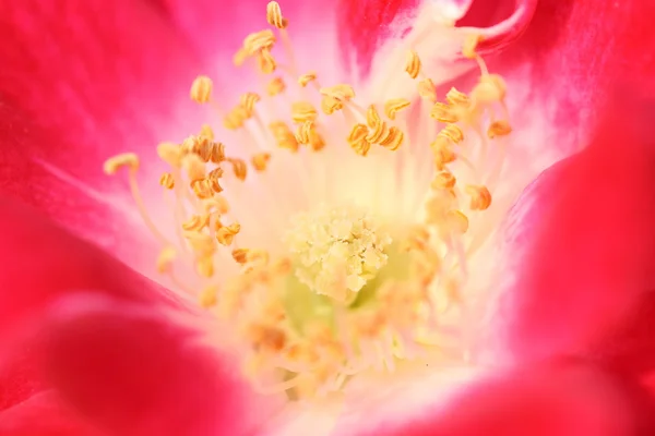 Güzel kırmızı çiçekler — Stok fotoğraf