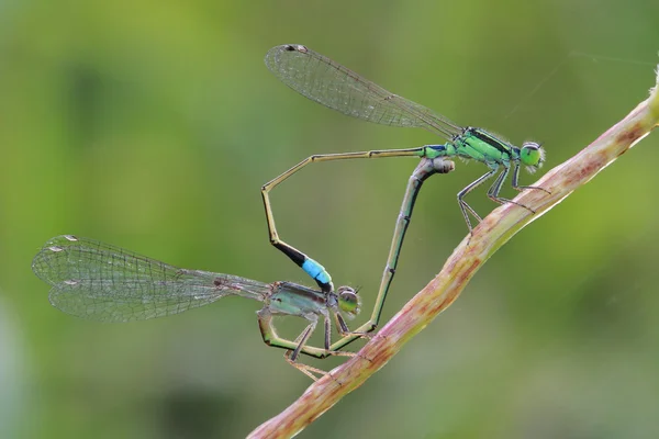 Liefde van schattige dragonfly — Stockfoto