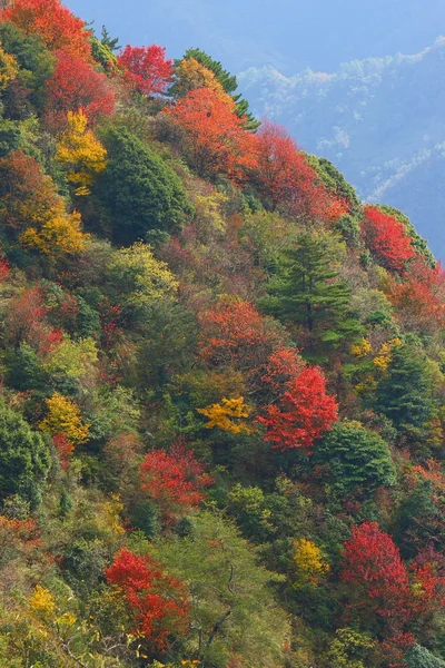Kleur van de herfst — Stockfoto