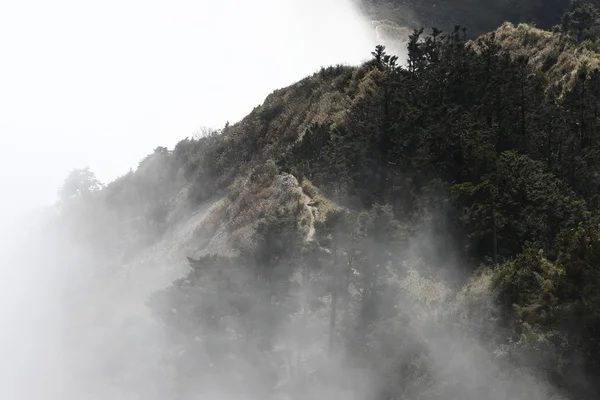 나무와 안개 산맥 — 스톡 사진