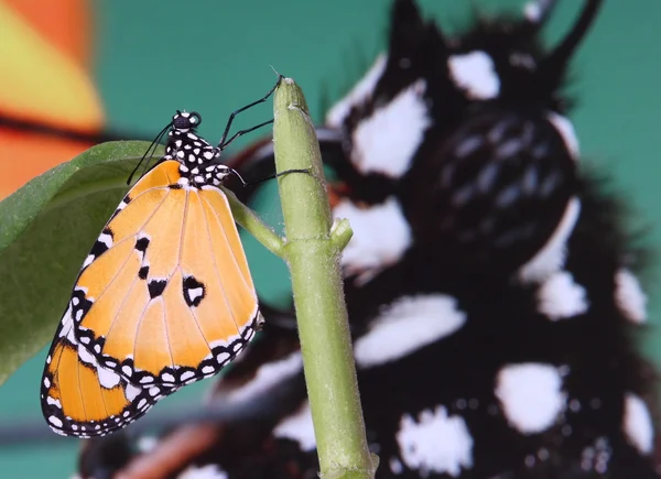 Espléndida y hermosa mariposa r — Foto de Stock