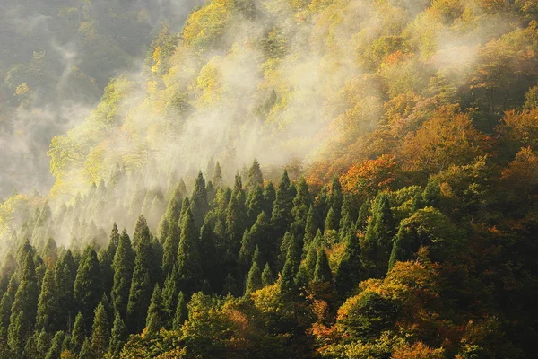 山や森での素晴らしい朝の霧 — ストック写真