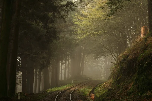 Brouillard dans la forêt avec des arbres — Photo