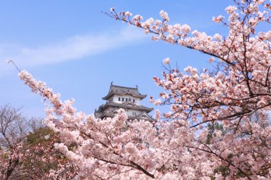 Japan castle with pink cherry blossoms flower clipart
