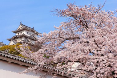 Pink cherry blossoms flower with Japan castle clipart