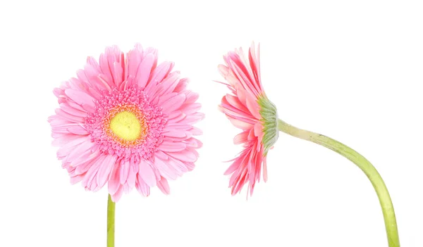 Gerbera rosa flor (vista frontal y lateral ) —  Fotos de Stock