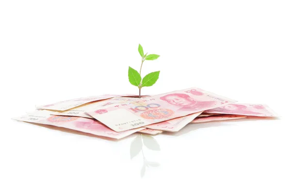 Grünes Pflanzenblatt, das auf Geld wächst — Stockfoto