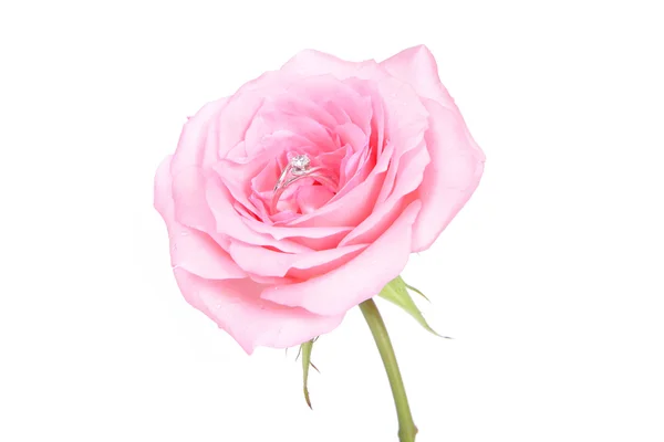 Ρομαντική γαμήλια δαχτυλίδια σε ροζ λουλούδι τριαντάφυλλο — Φωτογραφία Αρχείου