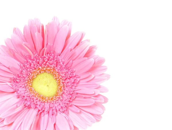 Izole çiçek pembe gerbera — Stok fotoğraf
