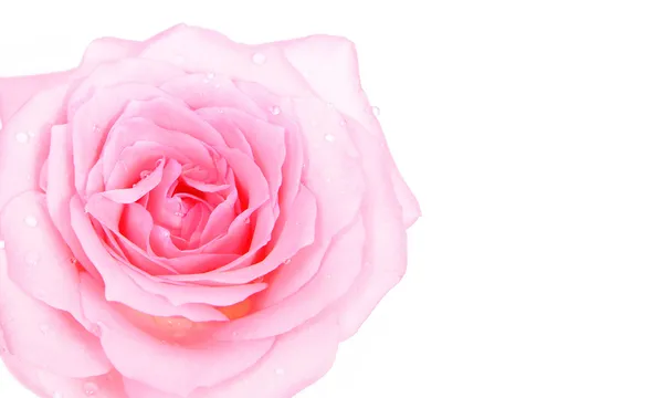 Roze mooie roos met waterdruppel — Stockfoto