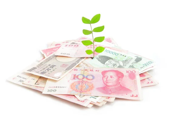 Para üzerinde büyüyen yeşil bitki yaprağı — Stok fotoğraf