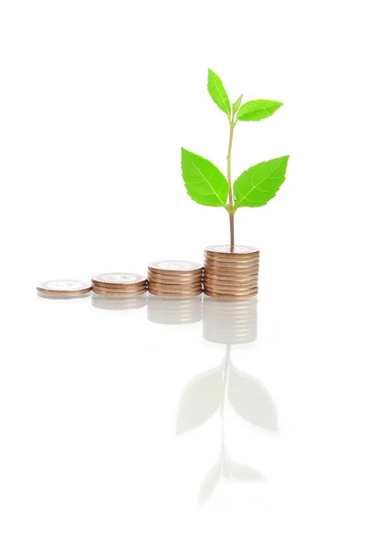 Geld trappen en groene plant — Stockfoto