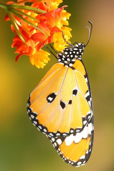 Beautiful butterfly with flower — Stock Photo, Image
