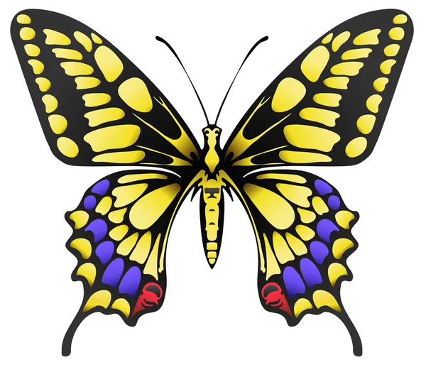 Mariposa machaon amarilla grande aislada en blanco — Vector de stock