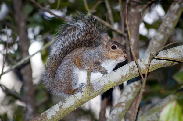 stock image Grey Squirrel on a Branch in the South