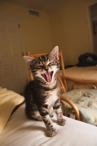 Skrattande kattunge Stockfoto
