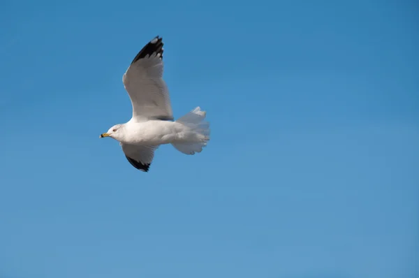 海鸥在天空中飞翔 — 图库照片