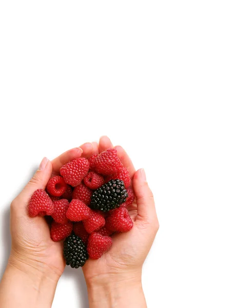 Raspberry and bilberry on palms — Stock Photo, Image