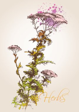 Yarrow herb (Achillea millefolium). A sketch made by a pen with clipart