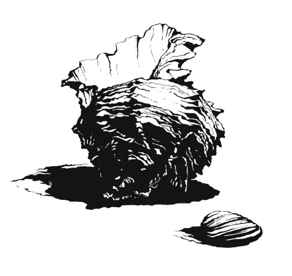 Desenho de escova de concha —  Vetores de Stock