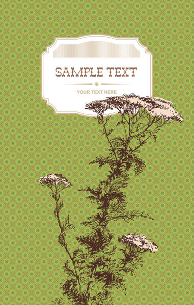 Yarrow herb (Achillea millefolium). A sketch made by a pen on a