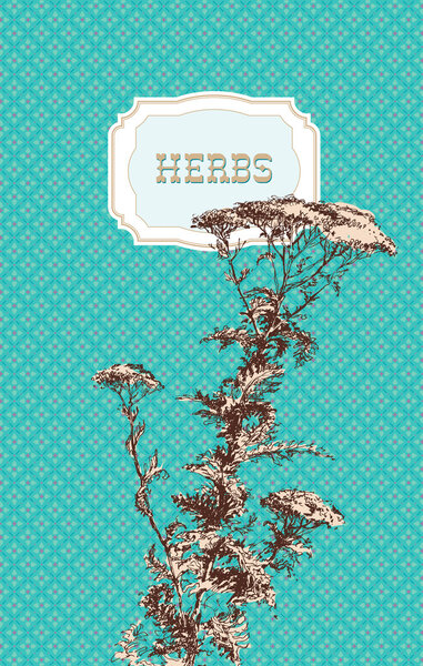 Yarrow herb (Achillea millefolium). A sketch made by a pen on a