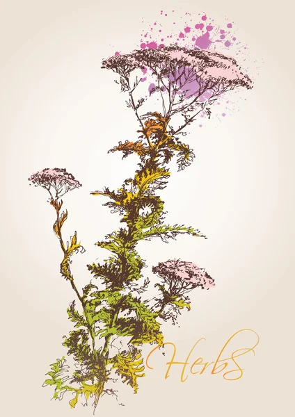 Hierba milenrama (Achillea millefolium). Un boceto hecho por una pluma con — Archivo Imágenes Vectoriales