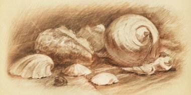 Seashells art drawing clipart