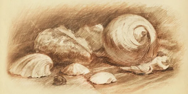 Seashells art drawing — Stock Photo, Image