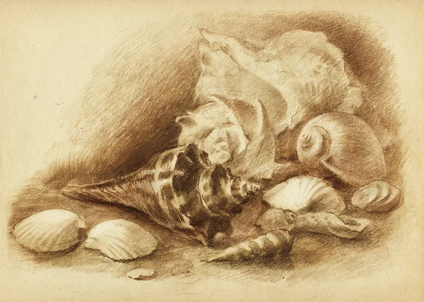 Seashells art drawing — Stock Photo, Image