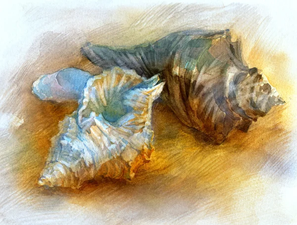 Seashells watercolor — Stock Photo, Image