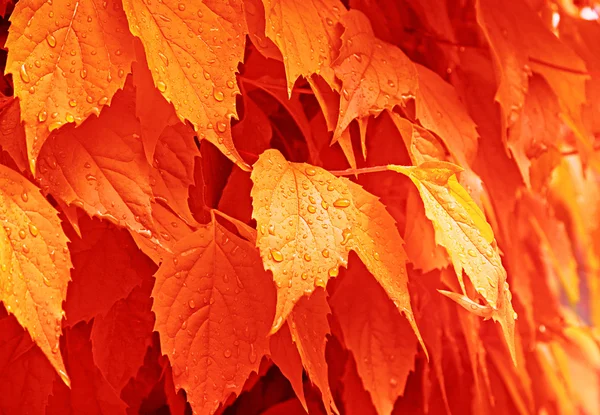 Помаранчевий вологі листя — стокове фото