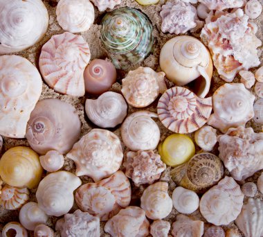 Spiral shells for background clipart