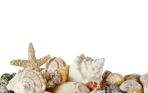 Collection of seashells — Stock Photo, Image