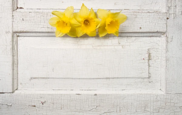 Daffodill σε μια vintage πόρτα — Φωτογραφία Αρχείου