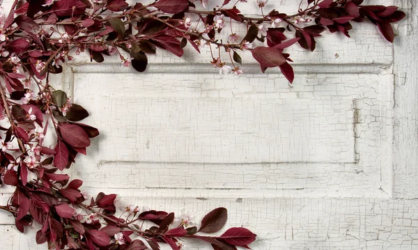 Choke cherry takken op vintage deur — Stockfoto