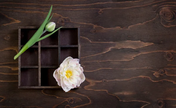 Тюльпан и бутон на деревянном фоне — стоковое фото
